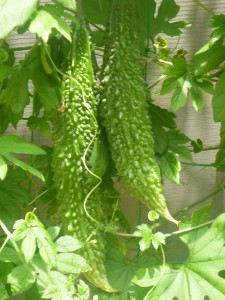 P1010886